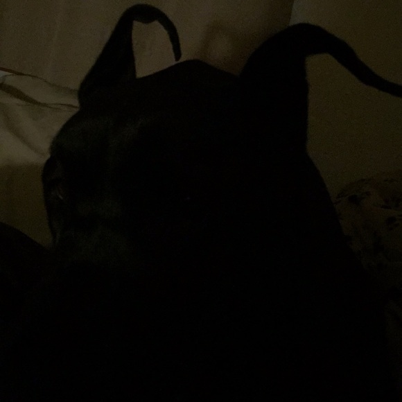 Meet your Posher, Carol - Picture 1 of 1